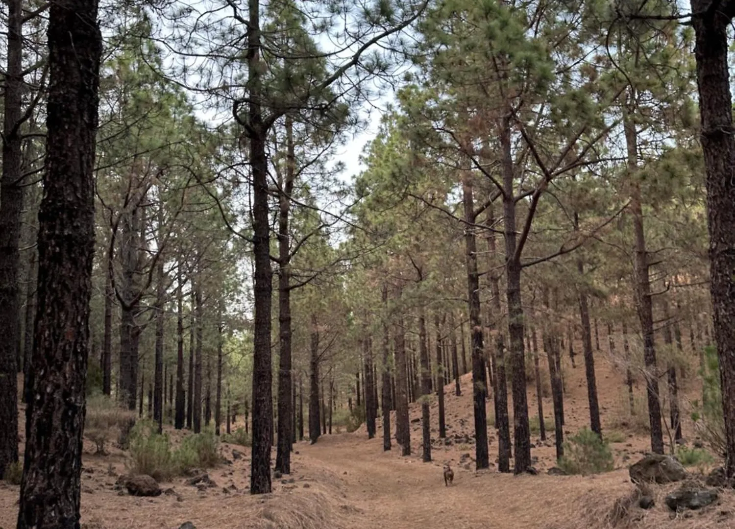 Zulia Suites, Masca, Teide, Los Gigantes, Excursions, Ac, Wifi-5 Santiago del Teide Appartamento